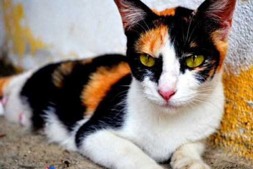 2 bài văn miêu tả con mèo bằng tiếng anh lớp 4 hay nhất