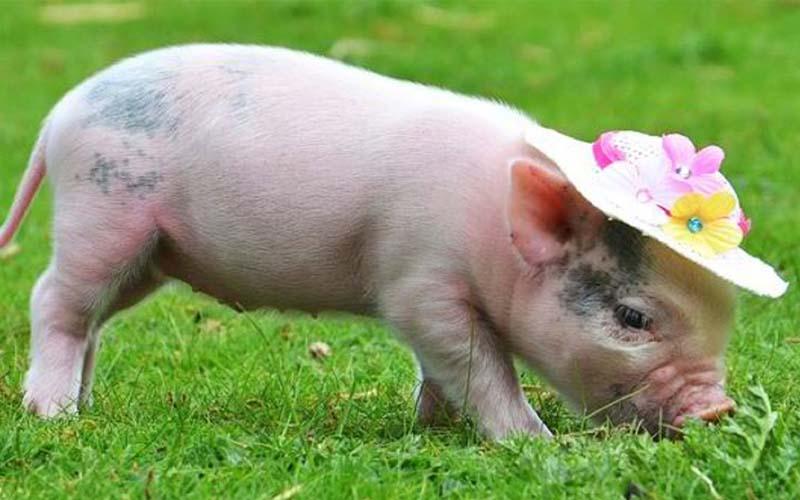 Miêu tả con vật bằng tiếng Anh lớp 4 ngắn - con lợn