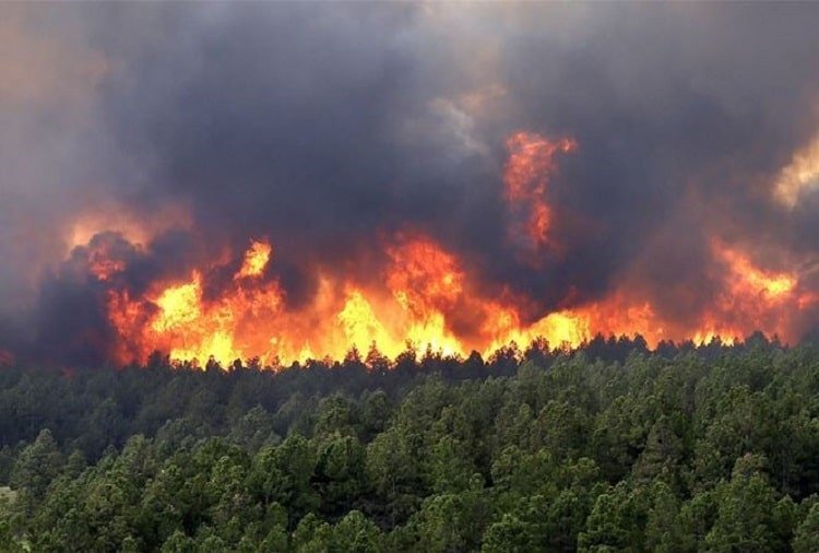 viết đoạn văn về thảm hoạ thiên nhiên bằng tiếng ngắn gọn - cháy rừng